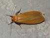 Eilema sororcula